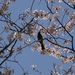 20080406_gongendosakuradutumi_032